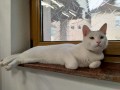 Tenor (7)